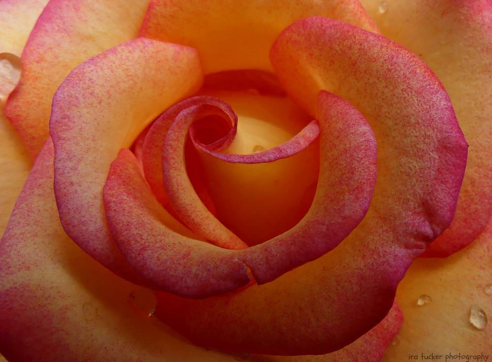 Photo of Rose (Rosa 'Dream Come True') uploaded by drirastucker