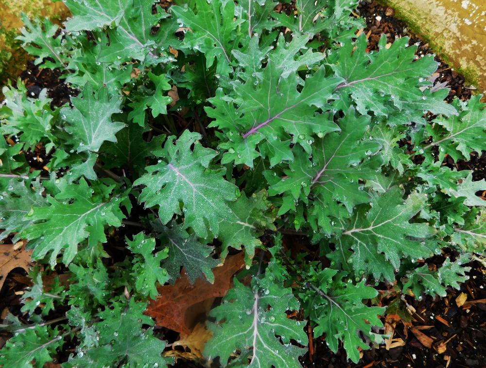 Photo of Kale (Brassica oleracea 'Red Ursa') uploaded by wildflowers