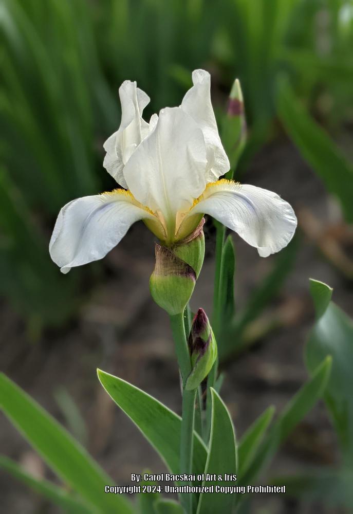 Photo of Intermediate Bearded Iris (Iris 'La Neige') uploaded by Artsee1