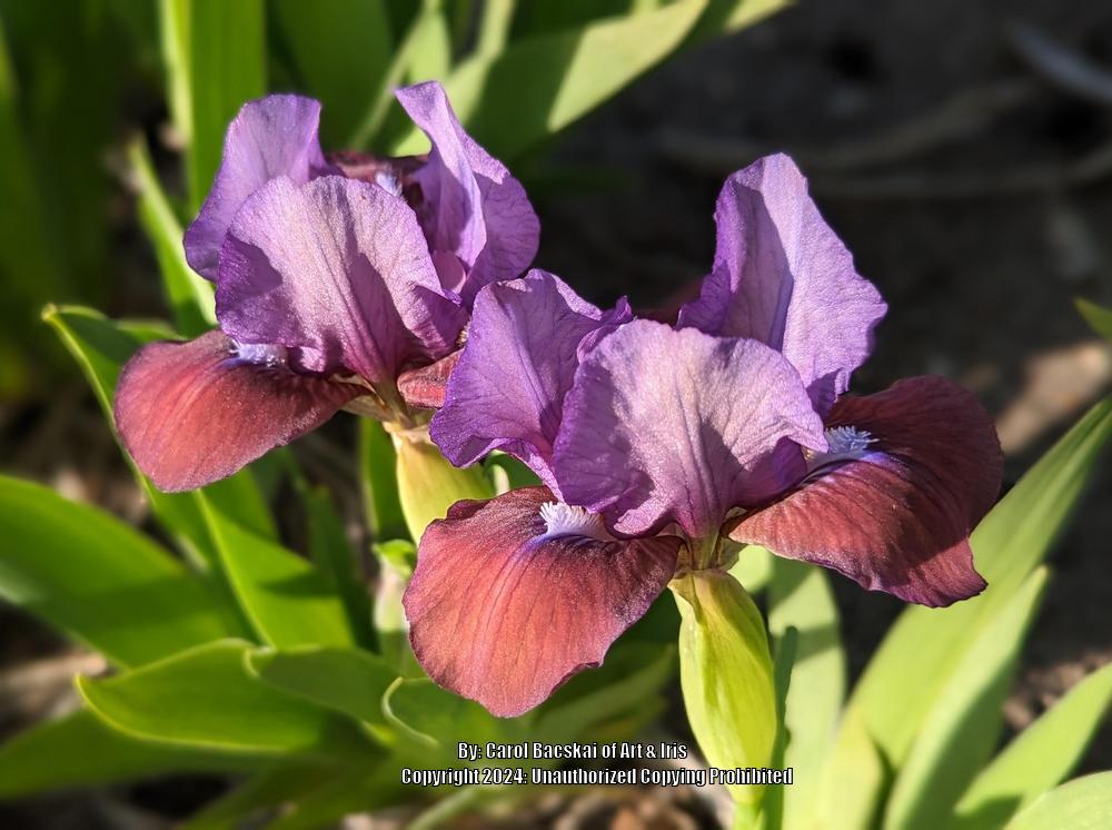 Photo of Standard Dwarf Bearded Iris (Iris 'Flirting Again') uploaded by Artsee1