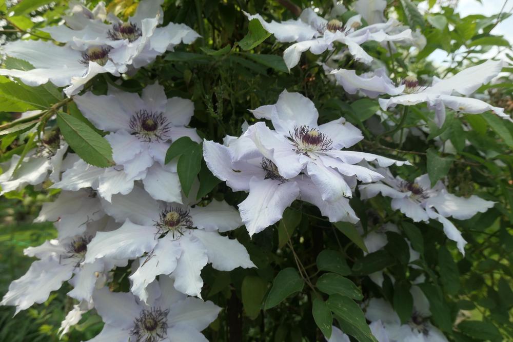 Photo of Clematis uploaded by Caruso