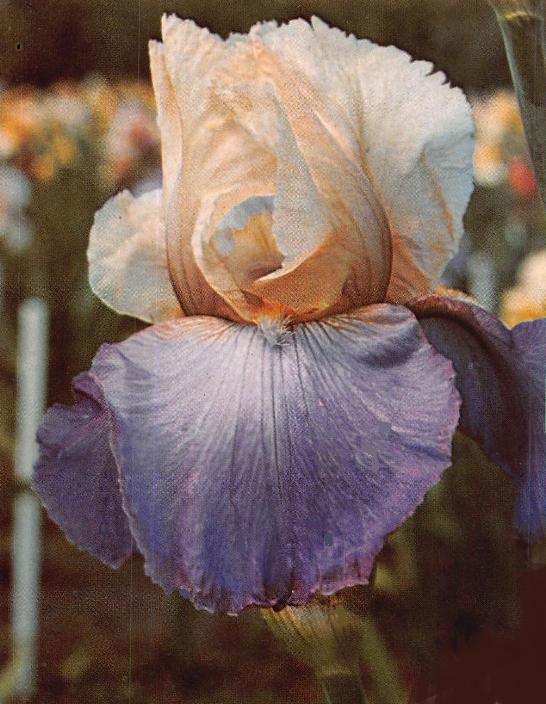 Photo of Tall Bearded Iris (Iris 'Bon Vivant') uploaded by EdenSprings