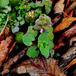 Location: Aberdeen, NC Pages Lake park
Date: February 11, 2024
Purple Dead nettle  #105; RAB page 905, 164-12-2; AG page 420 and