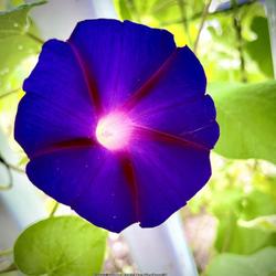 Location: Leeds, Massachusetts 
Date: 2023-09-15
I’m not sure about the specifics of this morning glory. I was g