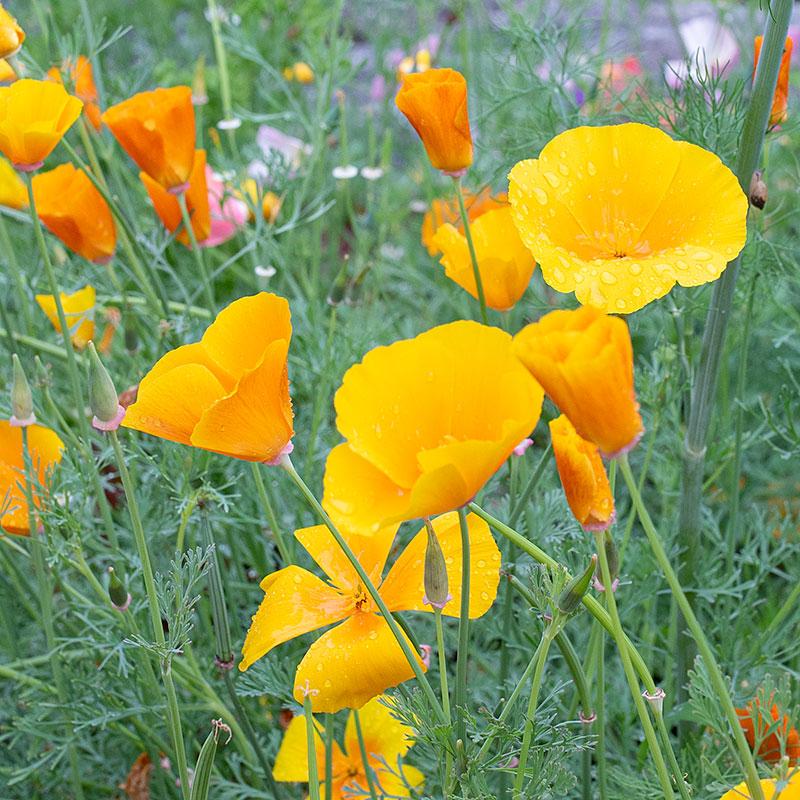 Photo of California Poppy (Eschscholzia californica 'Golden West') uploaded by Joy