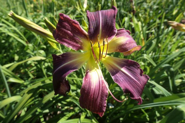 Photo of Daylily (Hemerocallis 'Orchid Convergence') uploaded by Caruso