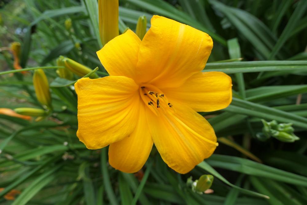 Photo of Daylily (Hemerocallis 'Orange Prelude') uploaded by Caruso