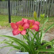 This one grows and blooms well in a planter. A favorite!