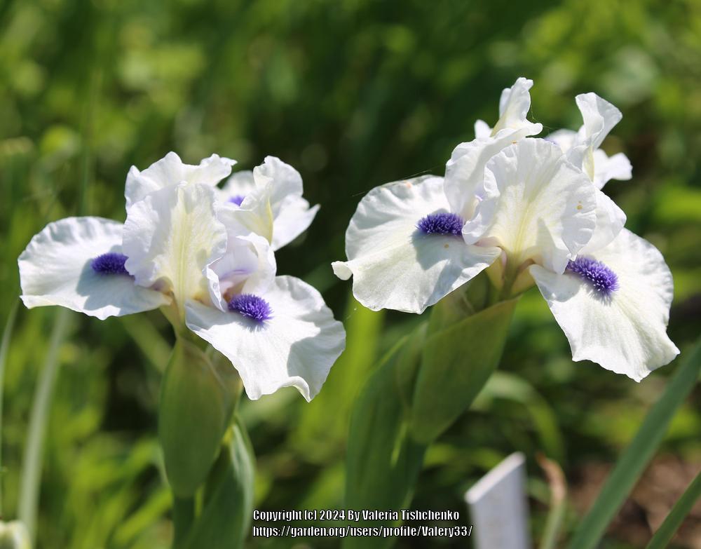 Photo of Standard Dwarf Bearded Iris (Iris 'Bluebeard's Ghost') uploaded by Valery33