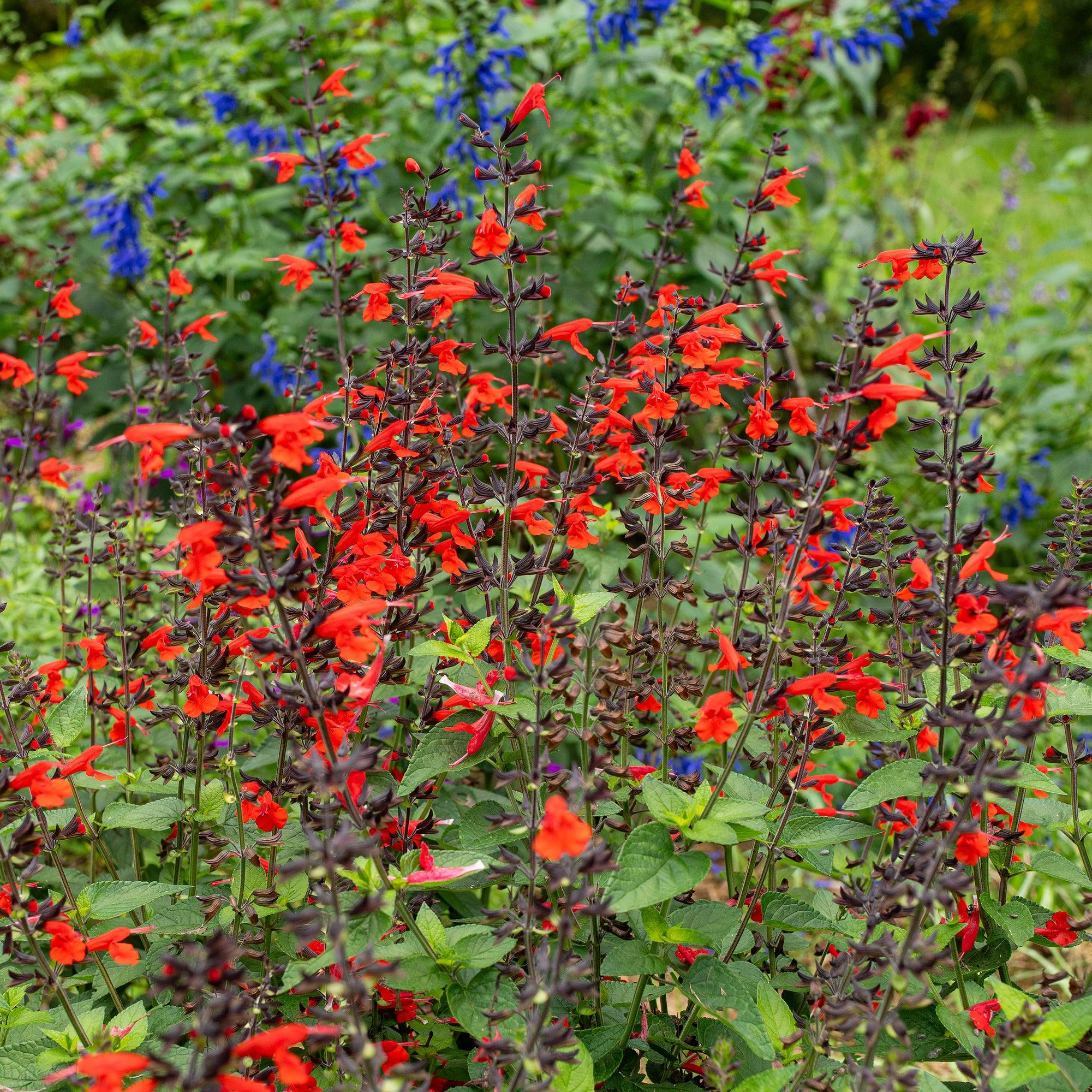 Photo of Texas Sage (Salvia coccinea 'Forest Fire') uploaded by Joy