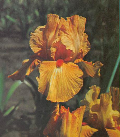 Photo of Tall Bearded Iris (Iris 'Son of Star') uploaded by EdenSprings