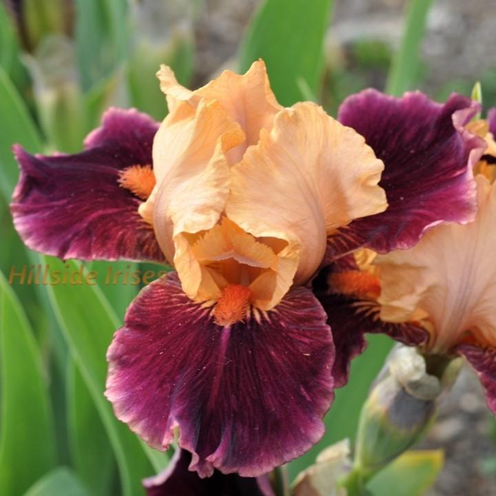 Photo of Intermediate Bearded Iris (Iris 'Blast') uploaded by cashe56