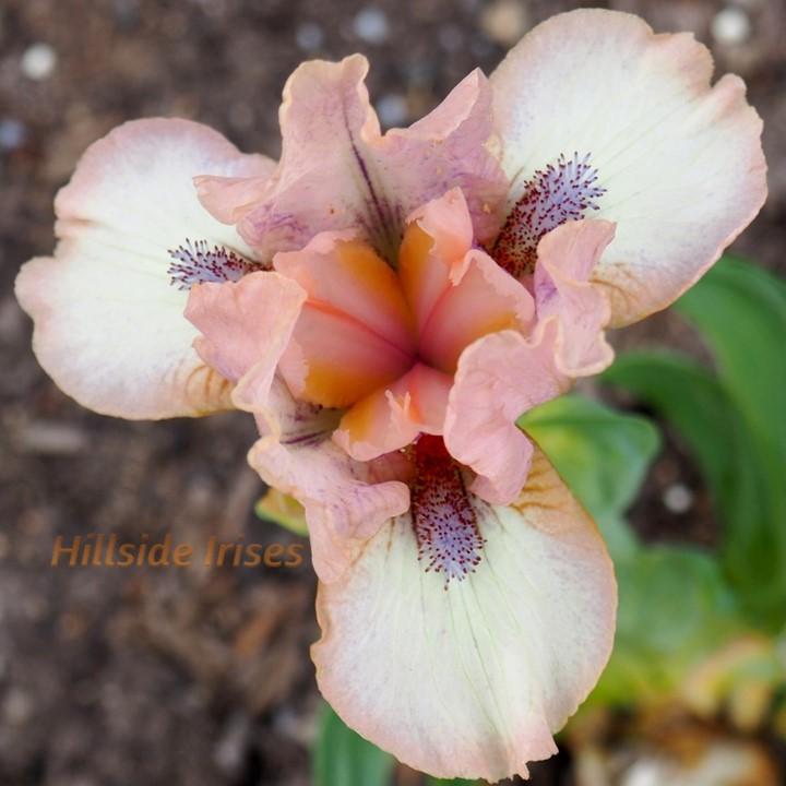 Photo of Standard Dwarf Bearded Iris (Iris 'Bee's Knees') uploaded by cashe56