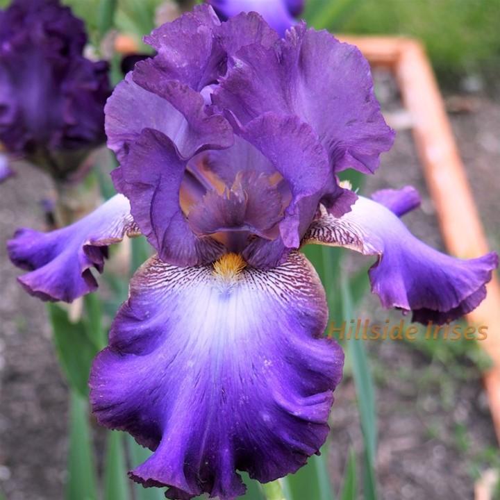 Photo of Tall Bearded Iris (Iris 'Afternoon in Rio') uploaded by cashe56