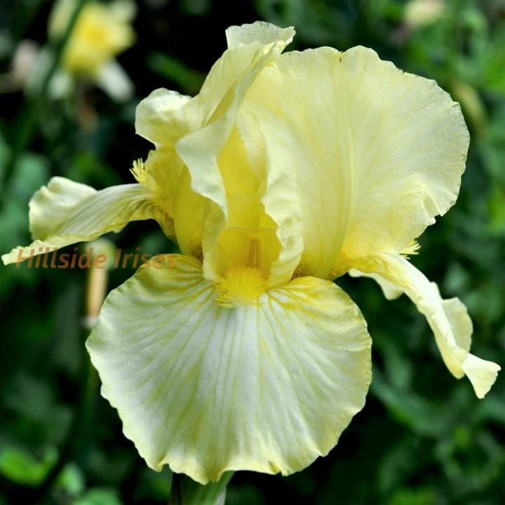 Photo of Intermediate Bearded Iris (Iris 'Maui Moonlight') uploaded by cashe56