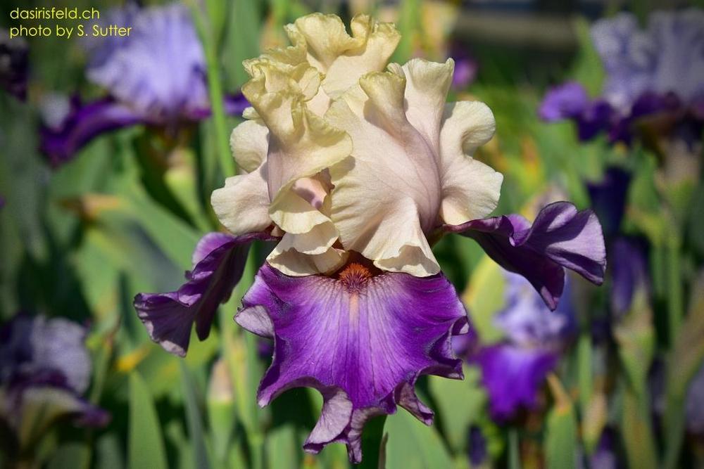 Photo of Tall Bearded Iris (Iris 'Wicked Romeo') uploaded by sunnyvalley
