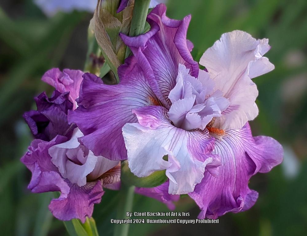 Photo of Tall Bearded Iris (Iris 'Full Disclosure') uploaded by Artsee1