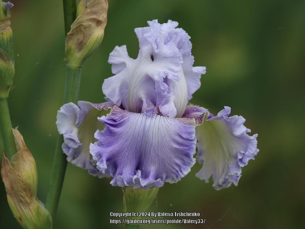 Photo of Tall Bearded Iris (Iris 'Treasure Bay') uploaded by Valery33