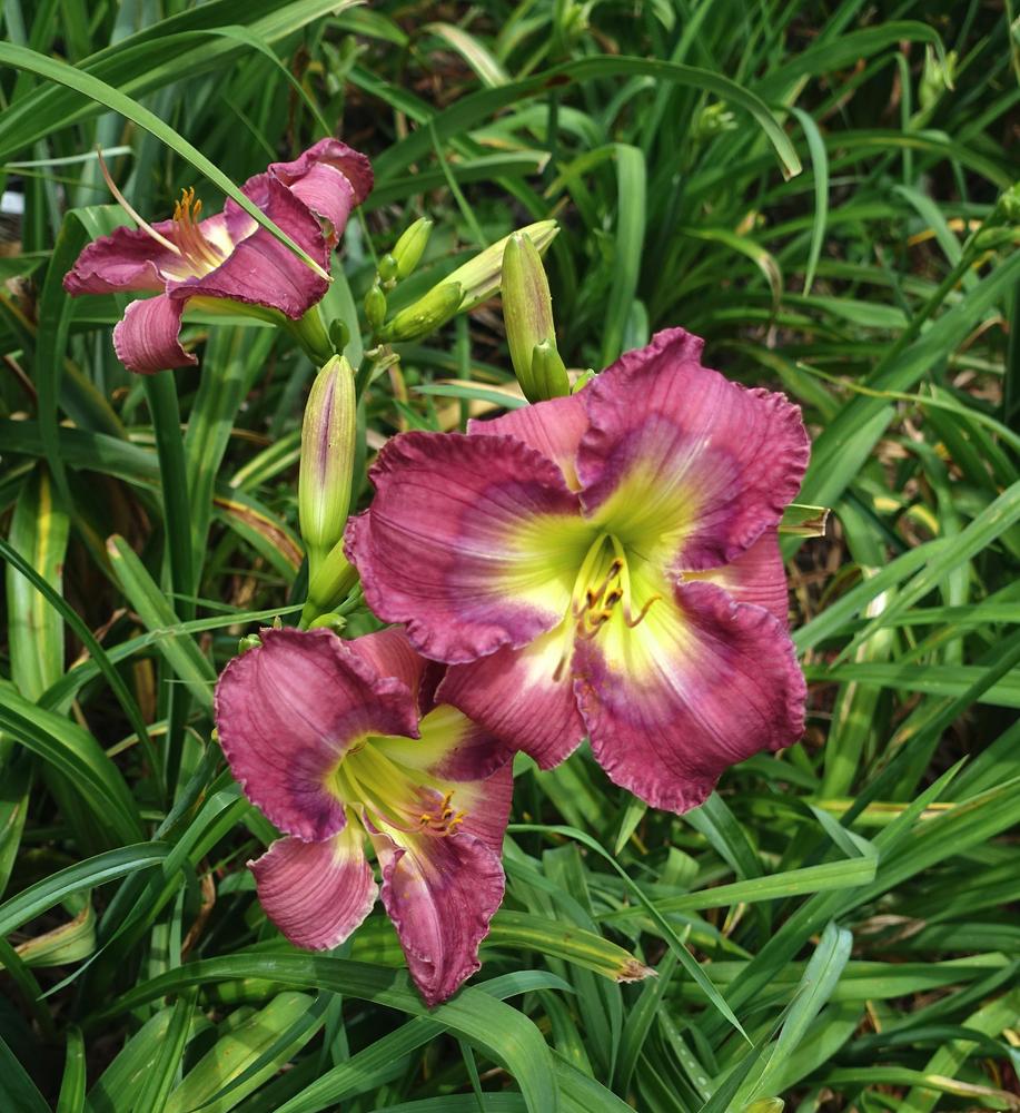 Photo of Daylily (Hemerocallis 'Shelby's Song') uploaded by mantisOH