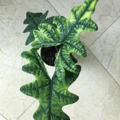 my new plant: variegation turns much darker with age