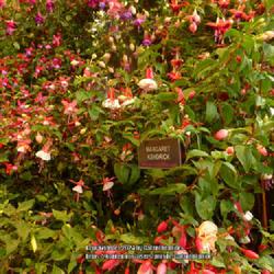 Location: Harrogate Flower Show, Yorkshire, England UK 
Date: 2018-09-15
Fuchsia 'Margaret Kendrick'