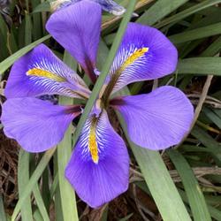 Location: JC Raulston  Arboretum, Raleigh NC
Date: 2024-02-08
Late winter blooming iris
