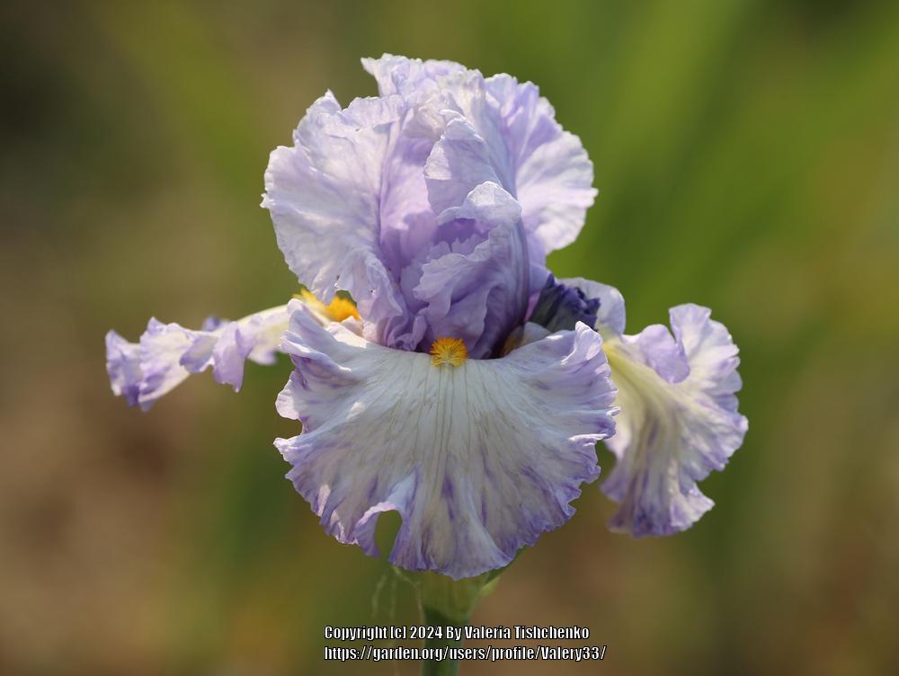 Photo of Tall Bearded Iris (Iris 'Nebesnaya Pesnia') uploaded by Valery33