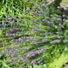 In front yard gardens, purple hyssop