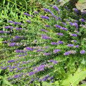 In front yard gardens, purple hyssop