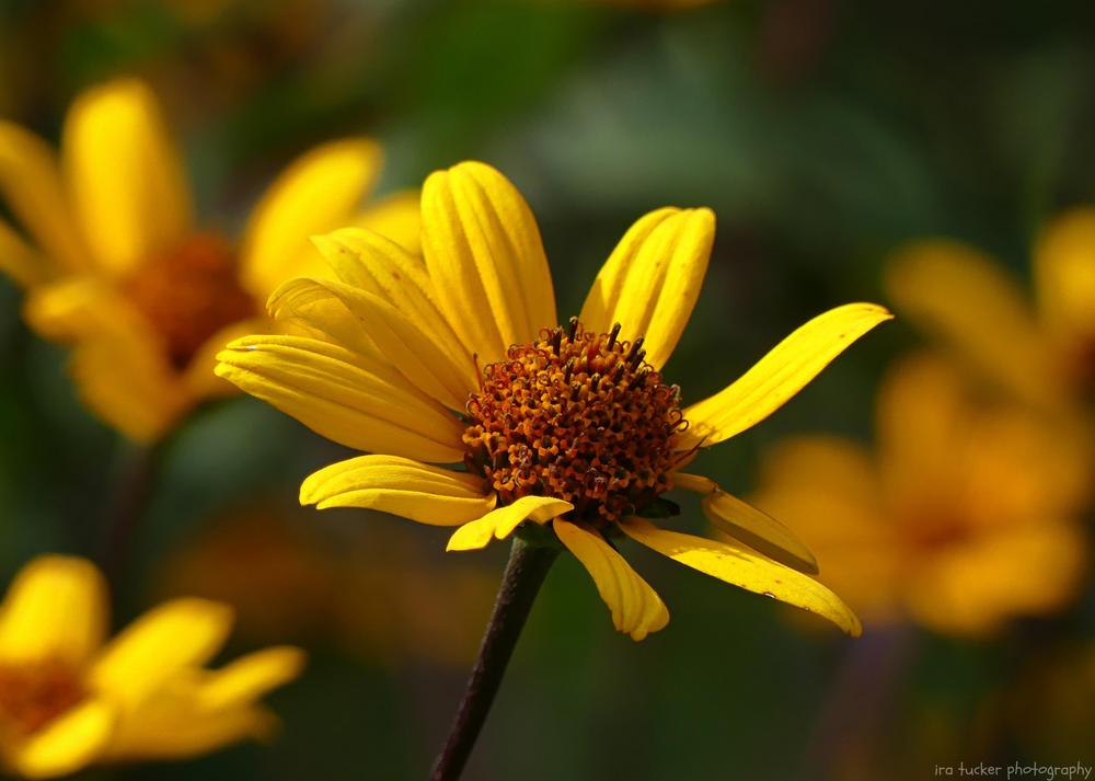 Photo of False Sunflower (Heliopsis helianthoides 'Prairie Sunset') uploaded by drirastucker