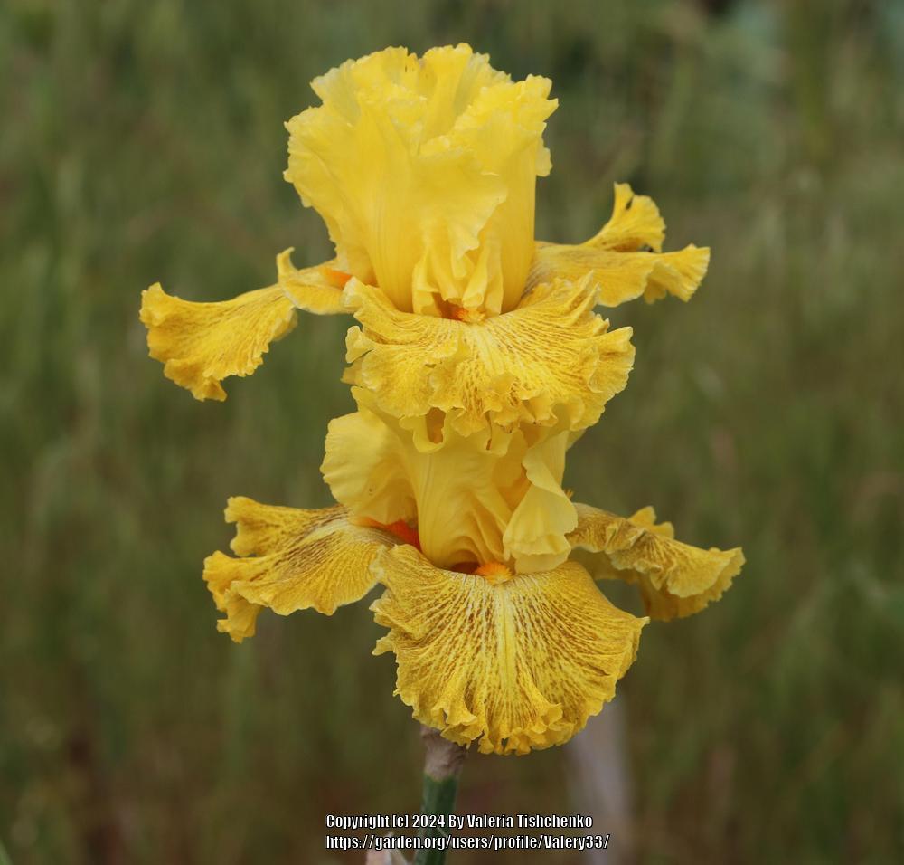 Photo of Tall Bearded Iris (Iris 'Woven Sunlight') uploaded by Valery33