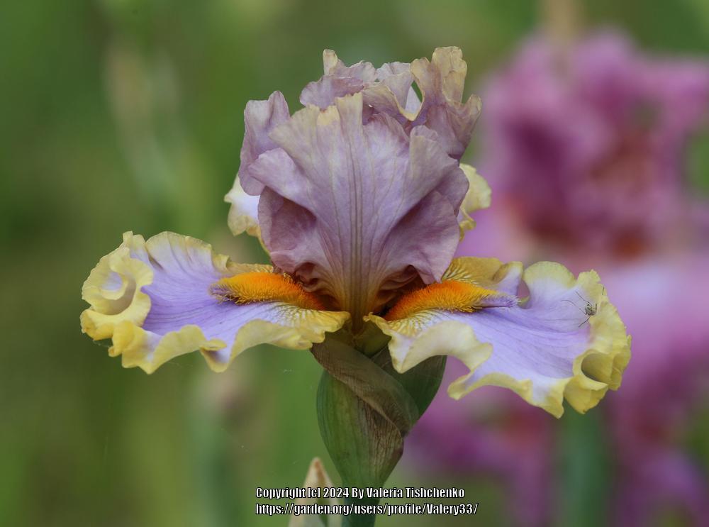 Photo of Tall Bearded Iris (Iris 'Western Edge') uploaded by Valery33