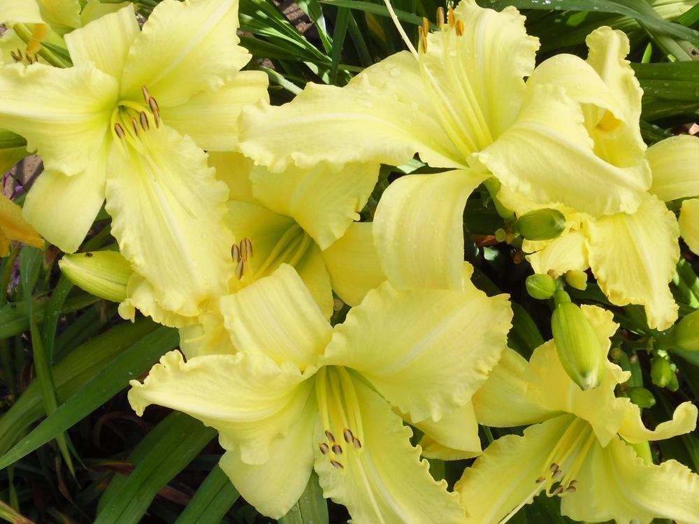 Photo of Daylily (Hemerocallis 'Long Reign the Queen') uploaded by Deryll