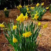 Daffodil #163 nn; LHB p. 258, 35-31-2, Name from classical Greek 