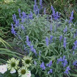 Location: home garden VA
Date: 2023-08-08
Salvia Velocity Blue