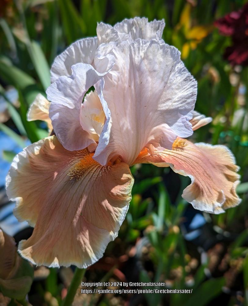 Photo of Tall Bearded Iris (Iris 'Magharee') uploaded by Gretchenlasater
