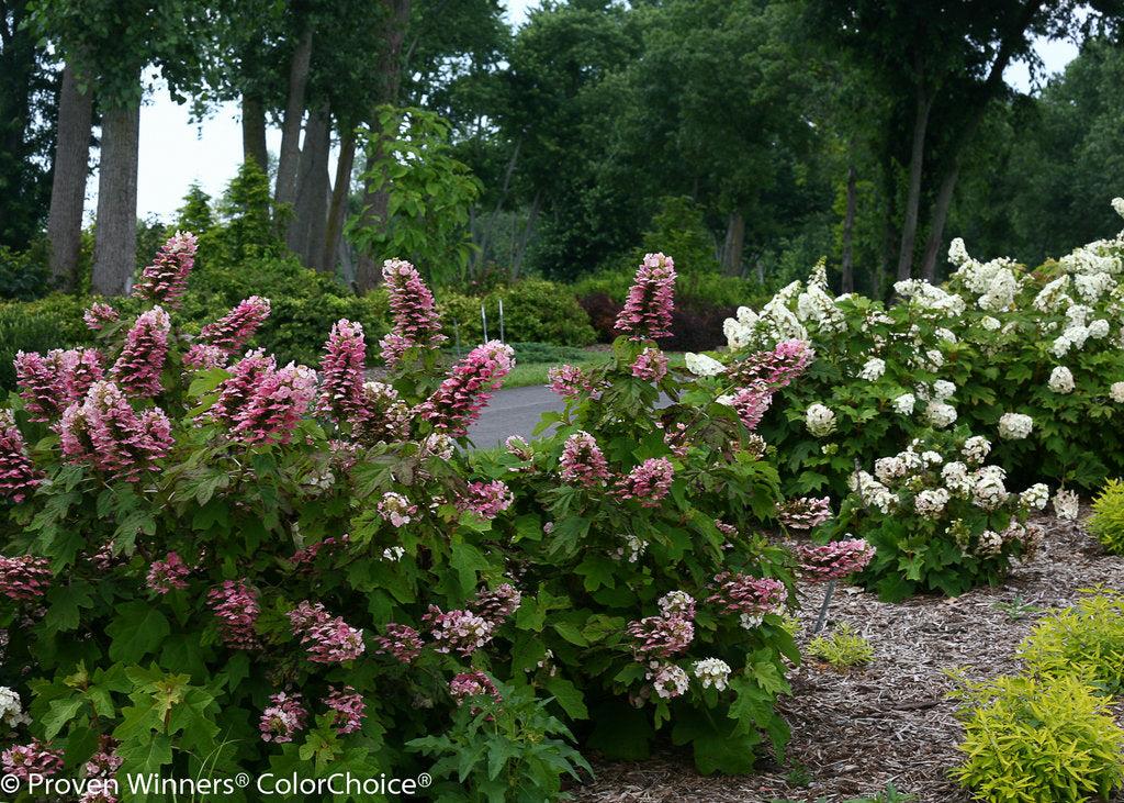 Photo of Oakleaf Hydrangea (Hydrangea quercifolia Gatsby Pink®) uploaded by Joy