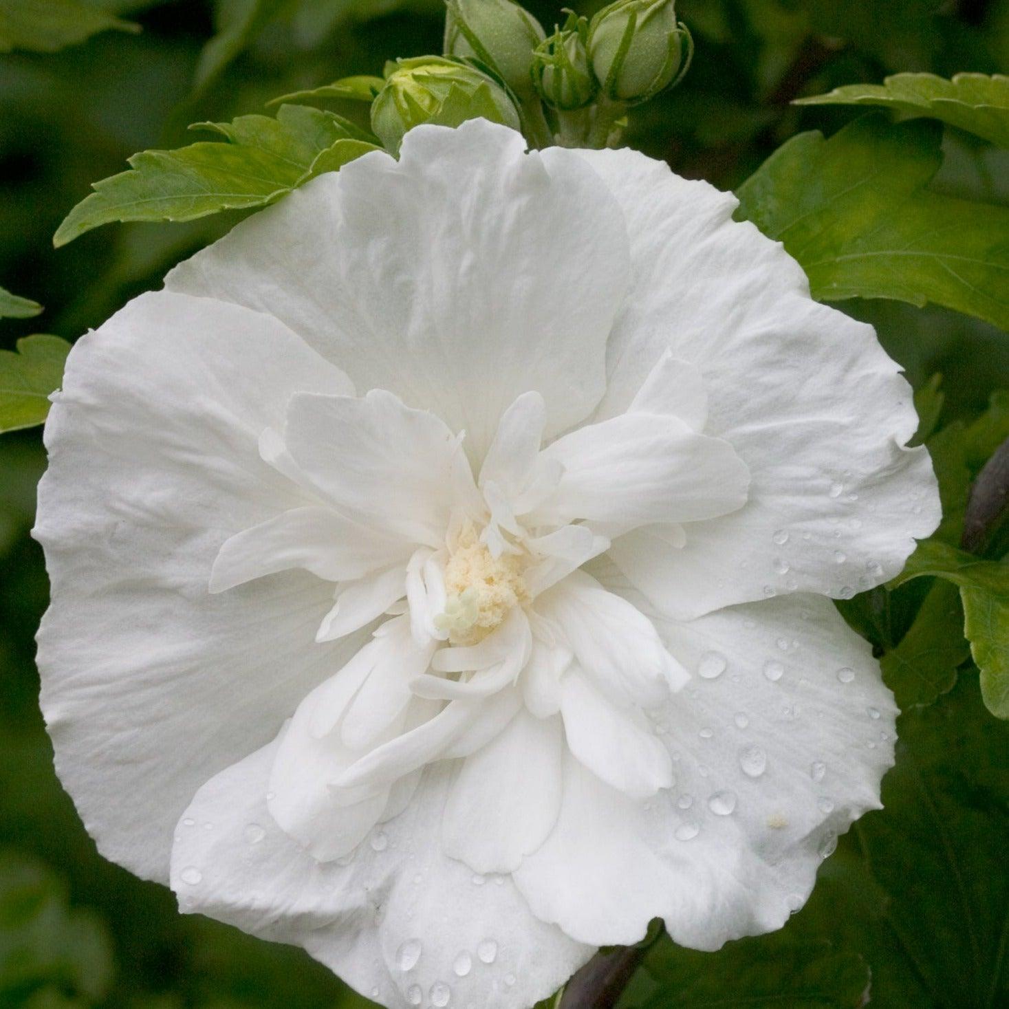 Photo of Rose Of Sharon (Hibiscus syriacus White Chiffon™) uploaded by Joy