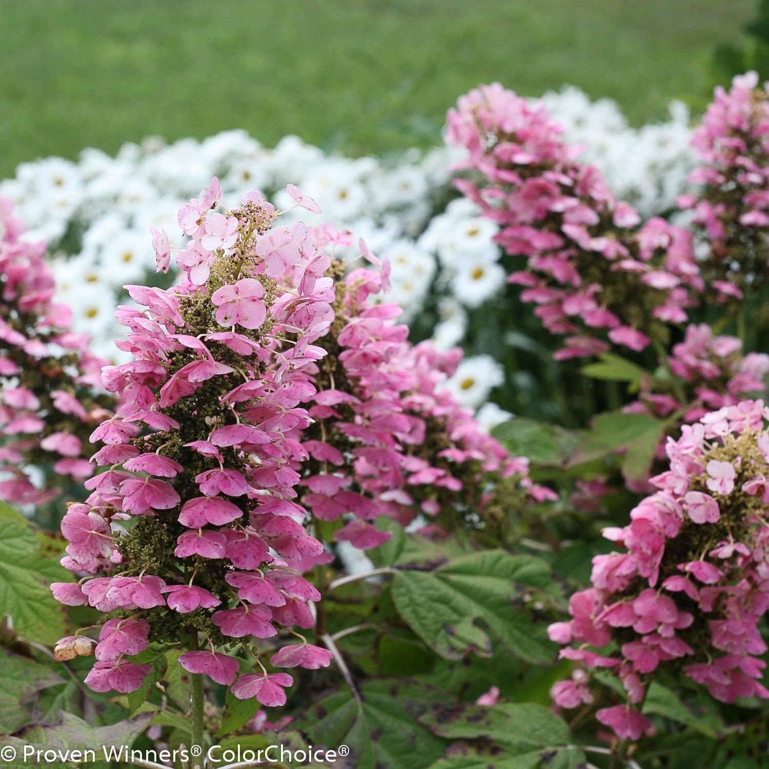Photo of Oakleaf Hydrangea (Hydrangea quercifolia Gatsby Pink®) uploaded by Joy