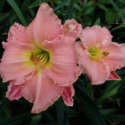 Location: My garden in Ontario, Canada
Date: 2023-07-15
Beautiful 4 X 4 bloom
