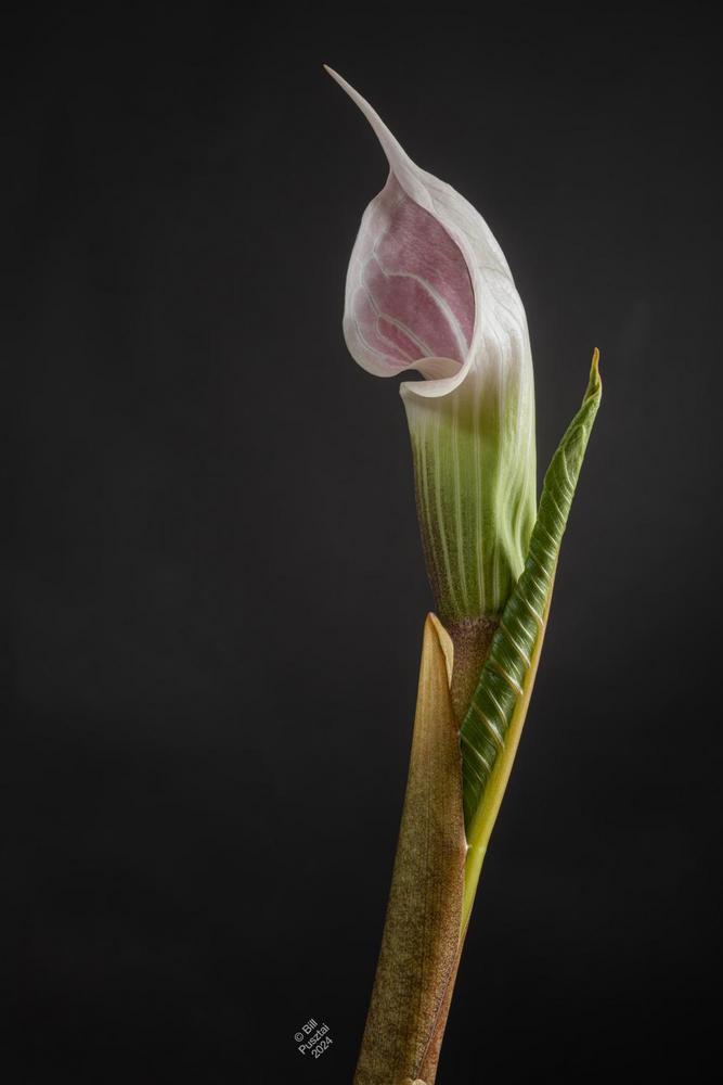 Photo of Striped Cobra Lily (Arisaema candidissimum) uploaded by billpusztai