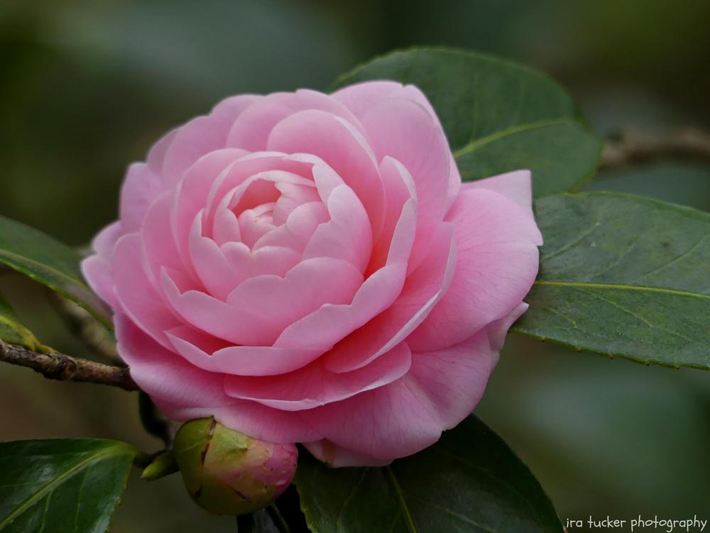 Photo of Japanese Camellia (Camellia japonica 'Pink Perfection') uploaded by drirastucker
