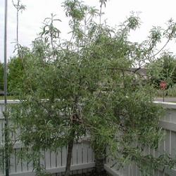 Location: In an Oklahoma City garden
Date: 2001-04-18
Pyrus salicifolia 'Pendula' [Weeping Willow Leafed Pear]