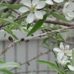 Location: In an Oklahoma City garden
Date: 2001-04-06
Pyrus salicifolia 'Pendula' [Weeping Willow Leafed Pear]