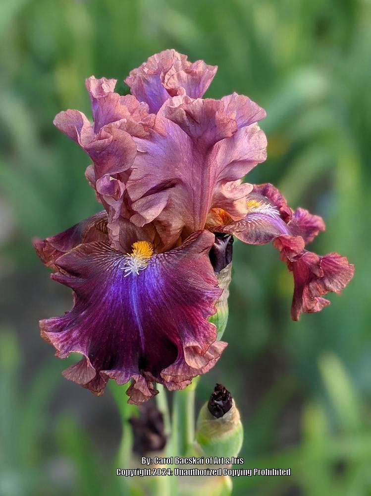 Photo of Tall Bearded Iris (Iris 'Electric Candy') uploaded by Artsee1