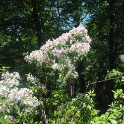 Location: Reading, Pennsylvania
Date: 2023-05-31
light pink flowers of a wild plant on Mount Penn