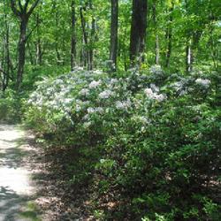 Location: Reading, Pennsylvania
Date: 2023-05-31
group of wild shrubs in bloom with white flowers