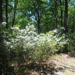 Location: Reading, Pennsylvania
Date: 2023-05-31
wild shrub with white flowers on Mount Penn