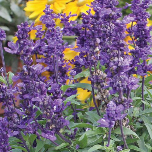Photo of Mealy Cup Sage (Salvia farinacea 'Evolution') uploaded by Joy