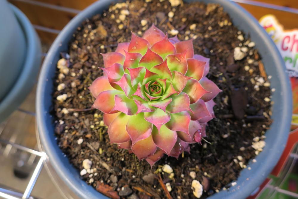 Photo of Hen and Chicks (Sempervivum 'Gold Nugget') uploaded by 2Dogsmother
